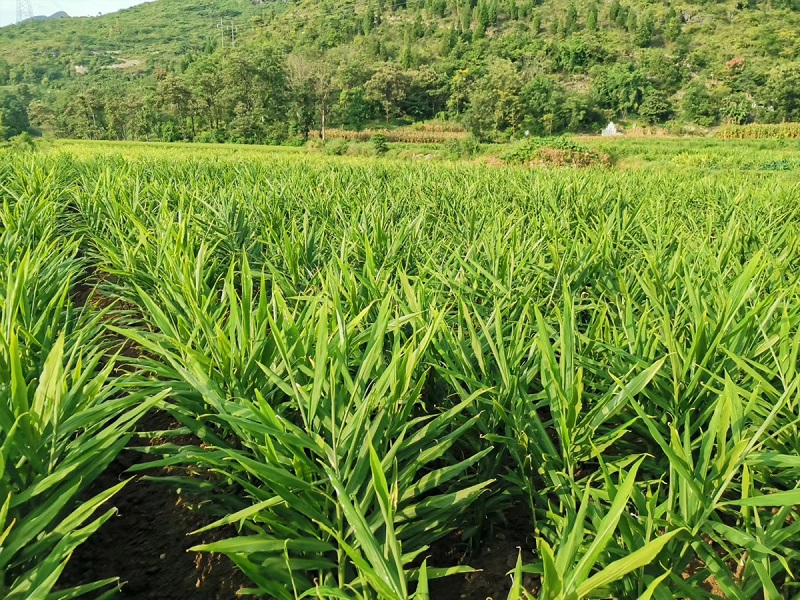 马贵镇鲜姜种植基地